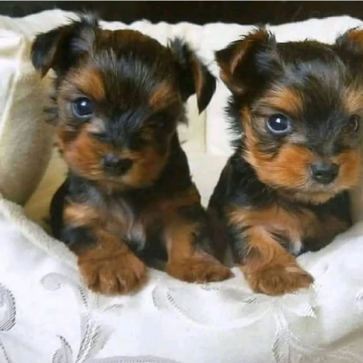 Regalo Cachorros de Yorkshire terrier adopción1y
