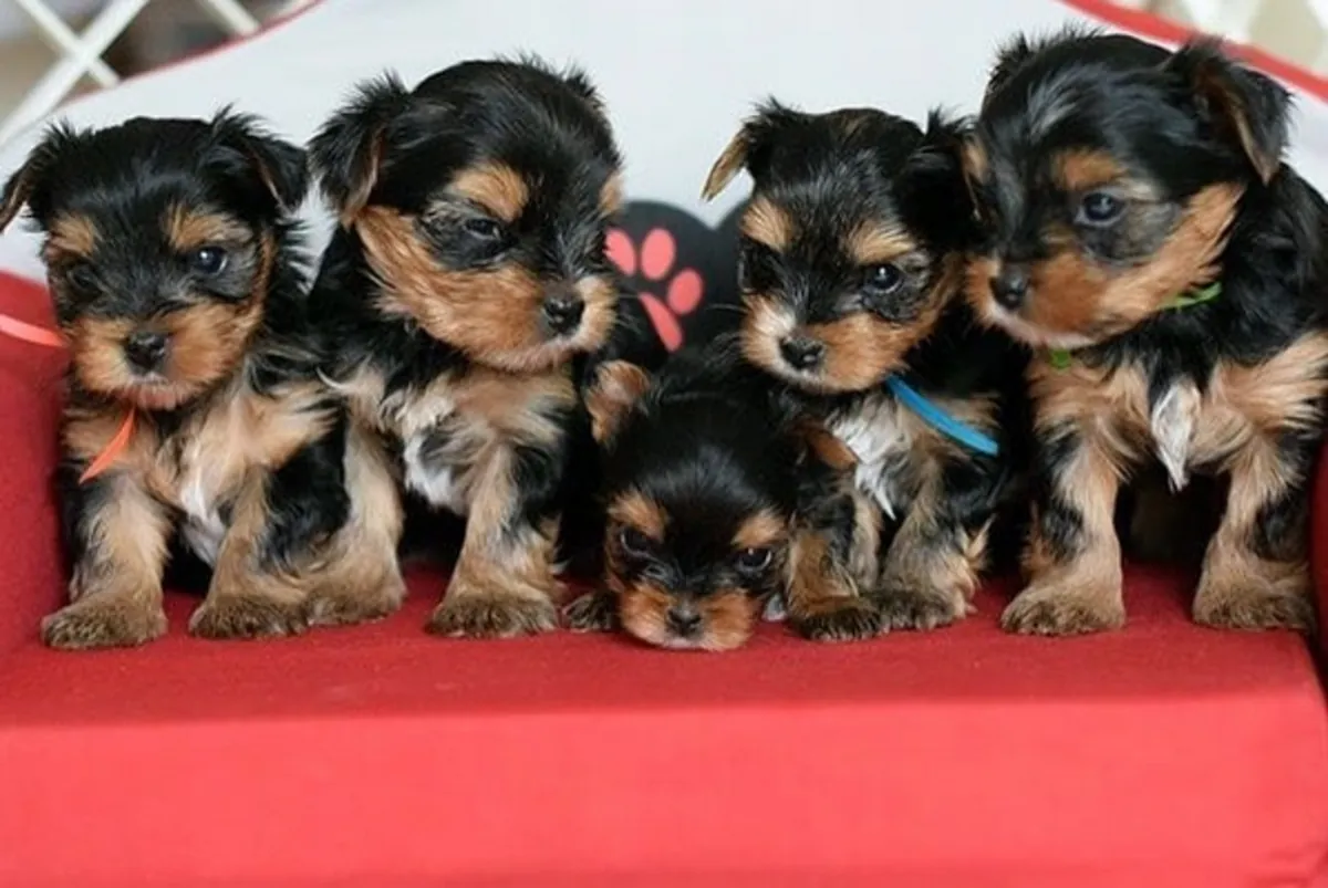 Regalo Cachorros de Yorkshire terrier adopción1i