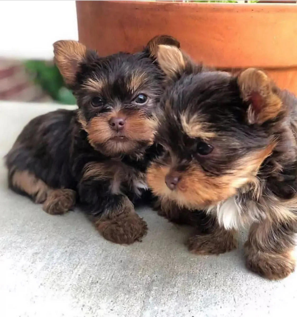 Regalo Cachorros de Yorkshire terrier adopción1p
