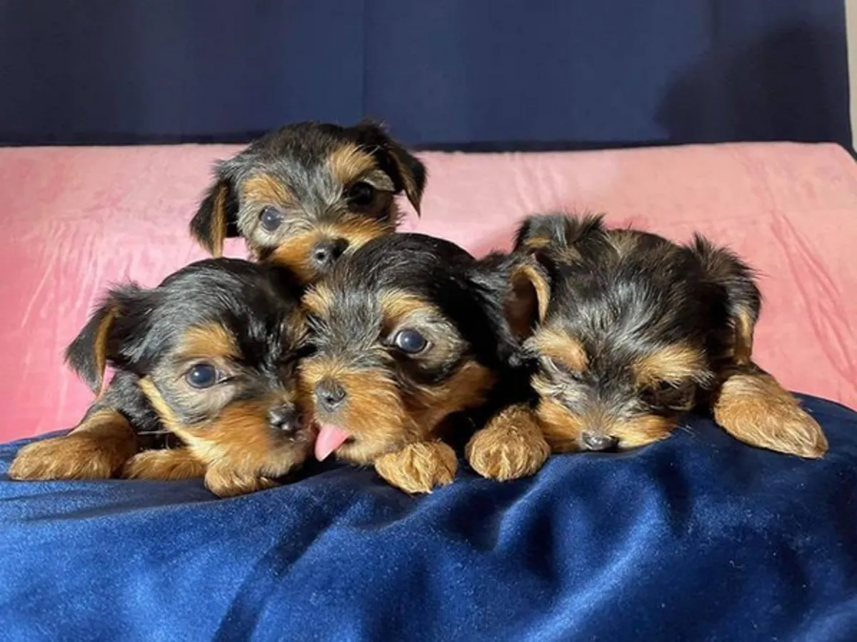 Regalo Cachorros de Yorkshire terrier adopción1h