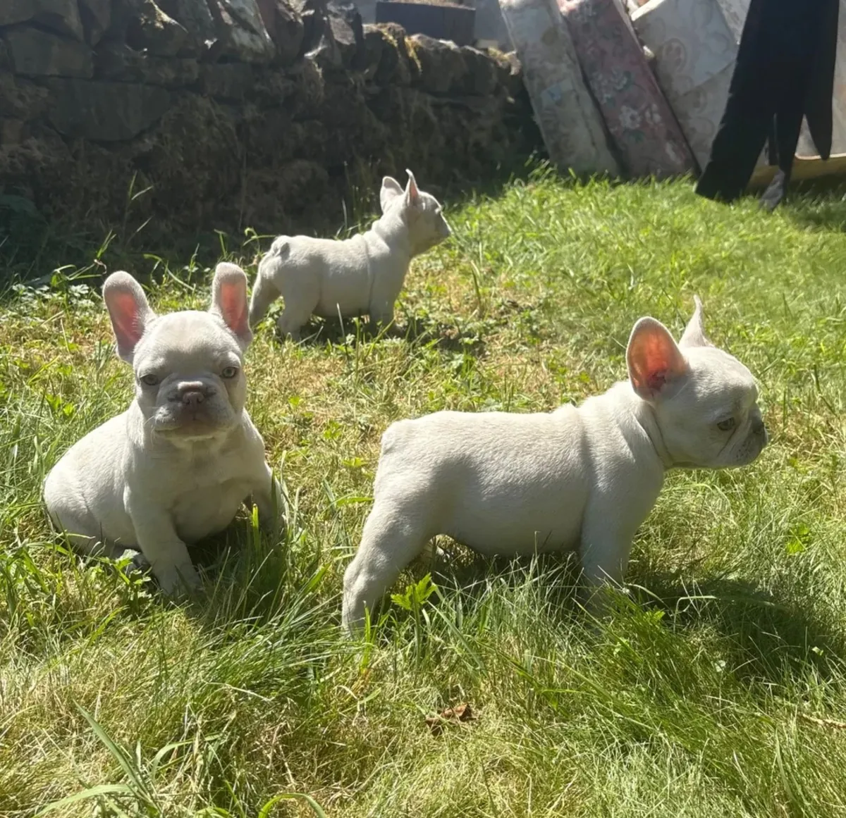毛茸茸的法国斗牛犬小狗