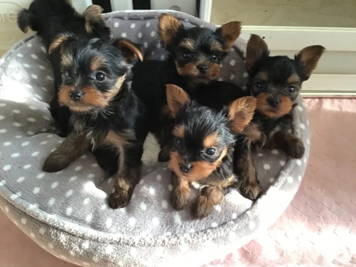Cachorros Yorkshire Terrier