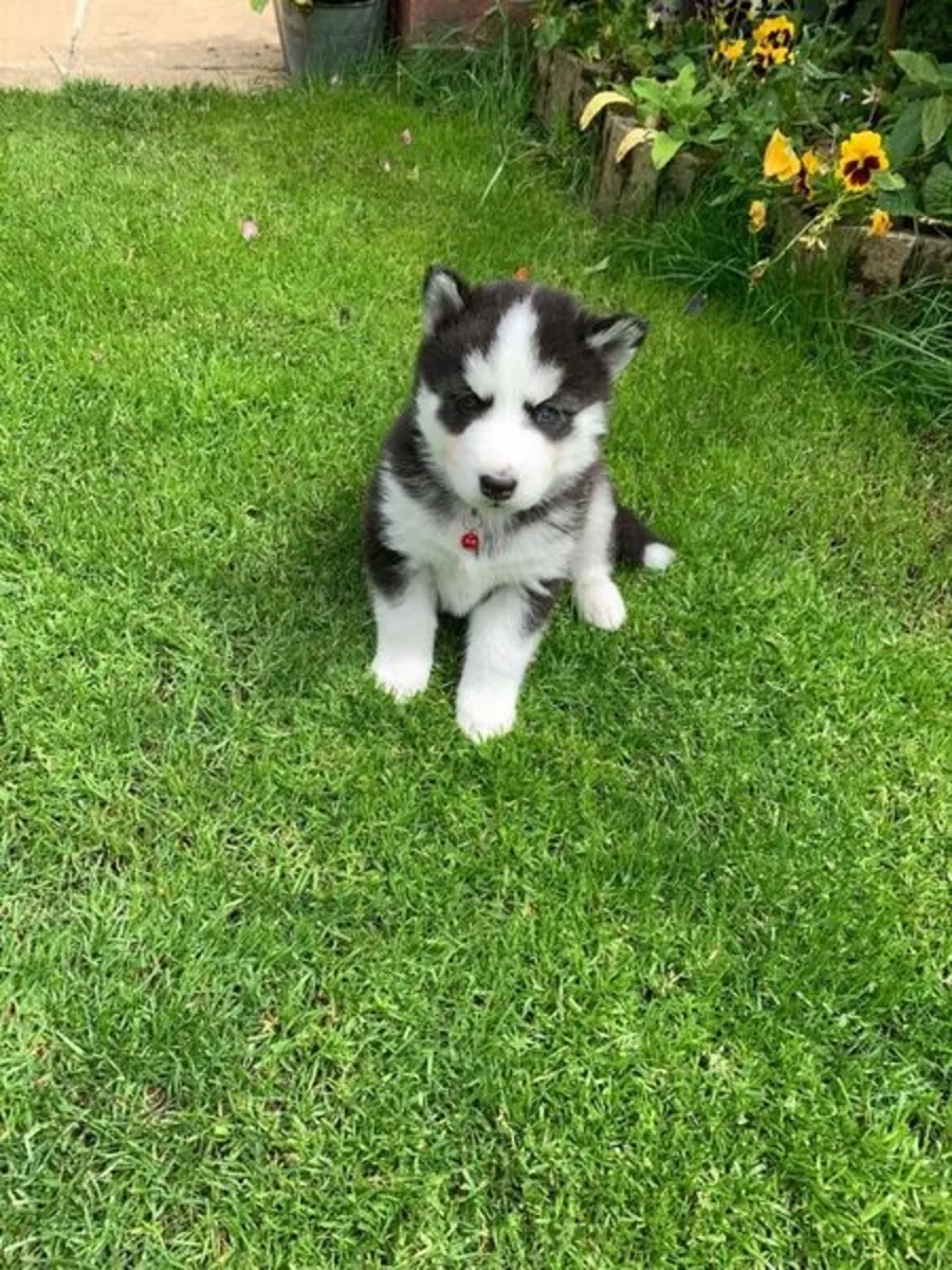 Cachorros de Huskies Siberianos