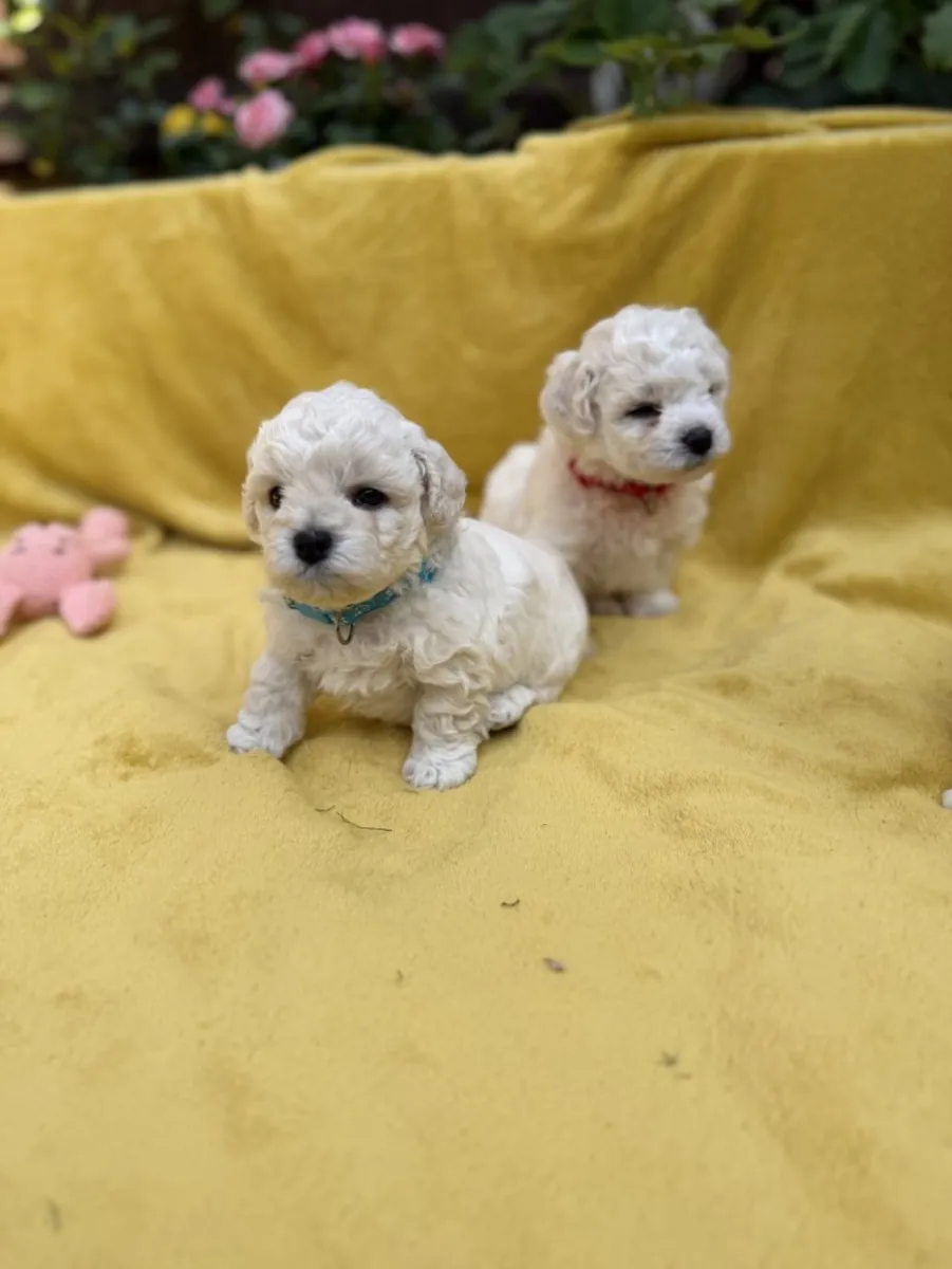 Cachorros Bichón Frisé