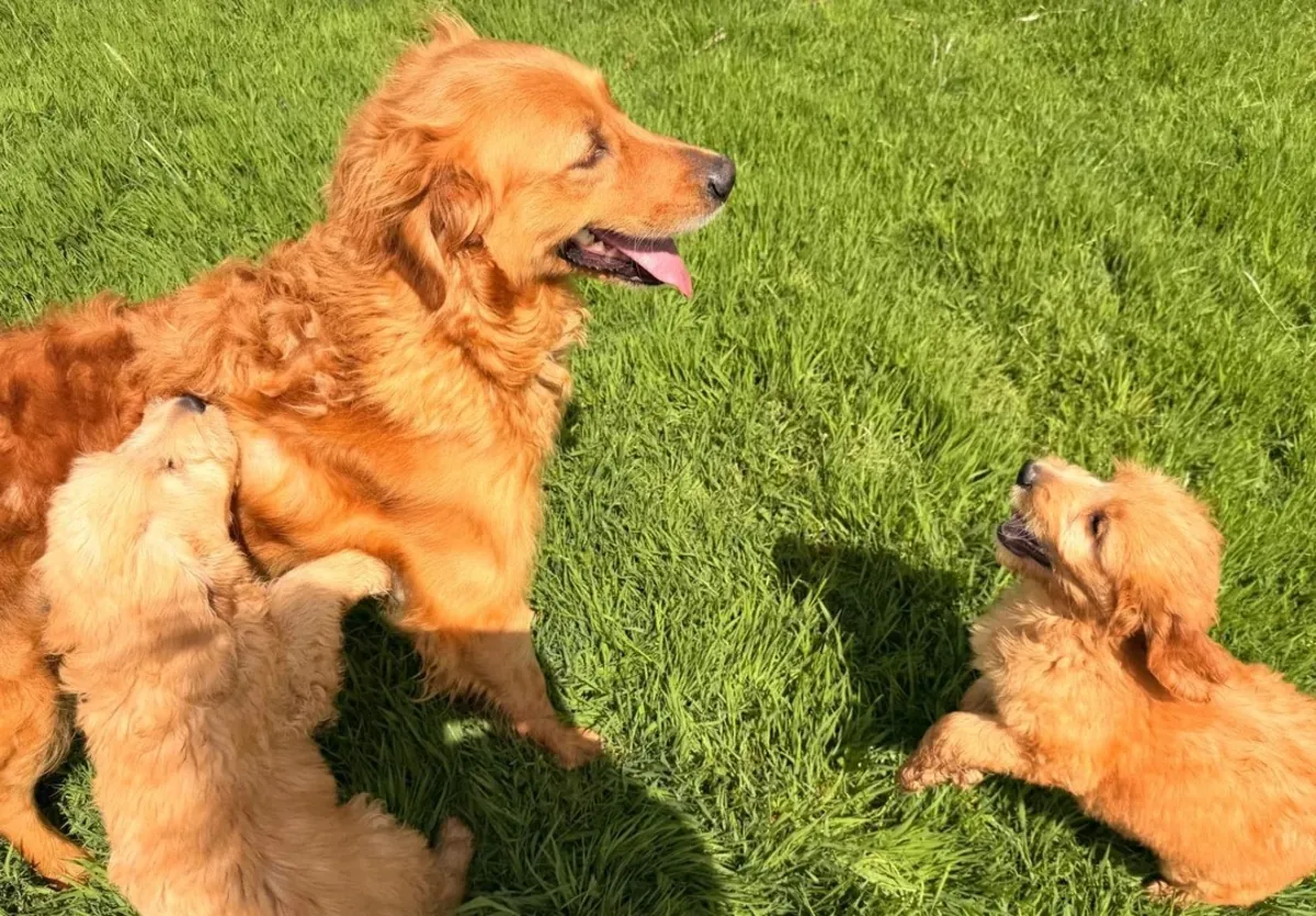 Cachorros Golden Retriever