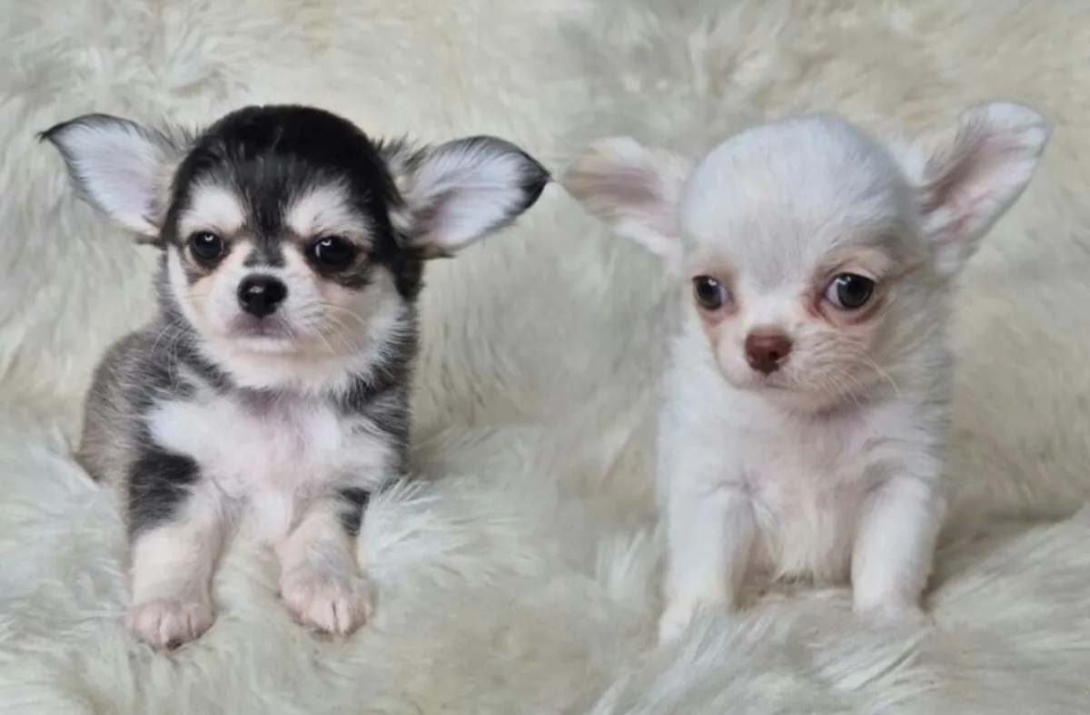 Cachorros Chihuahua