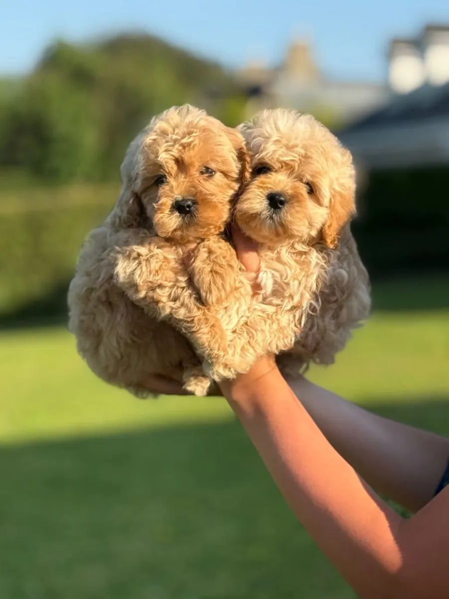 Preciosa camada de cachorros Cavapoo