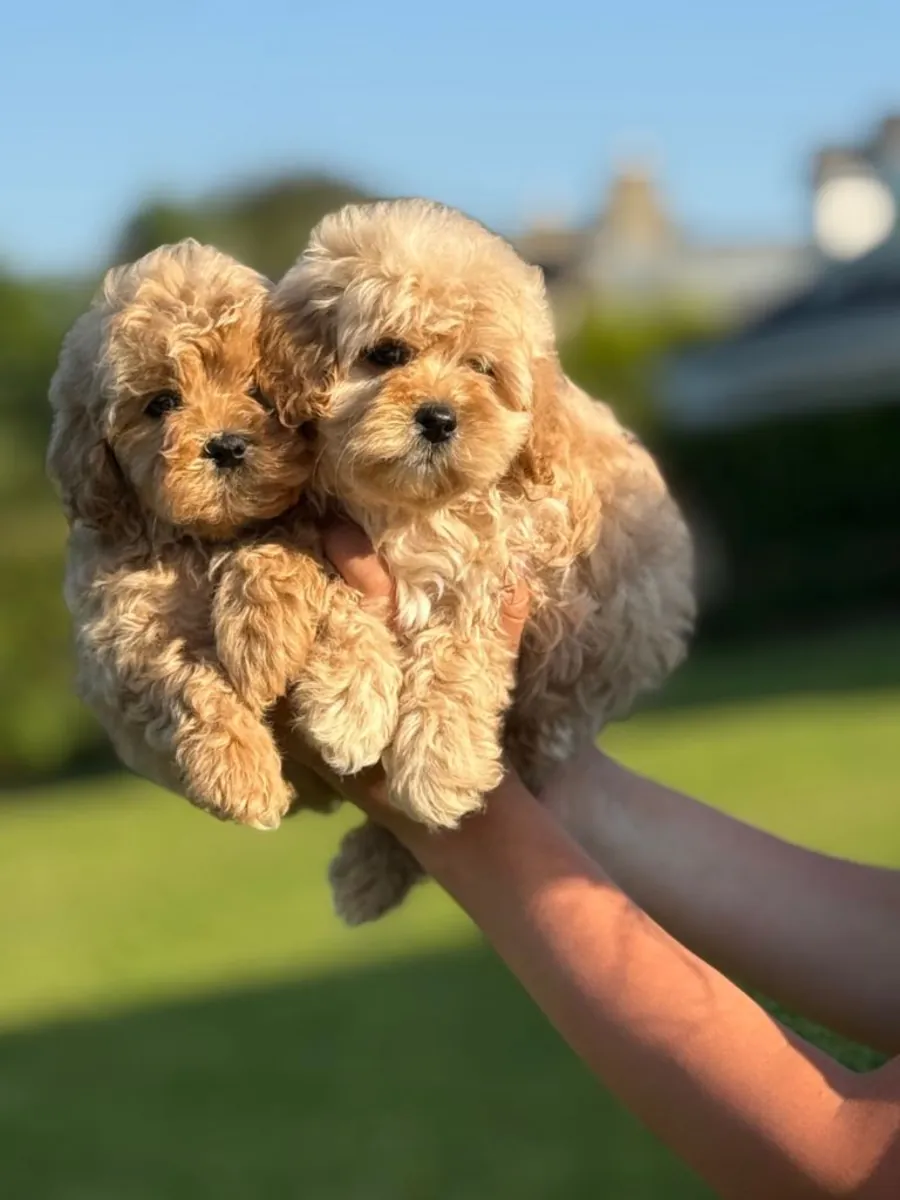 Preciosa camada de cachorros Cavapoo