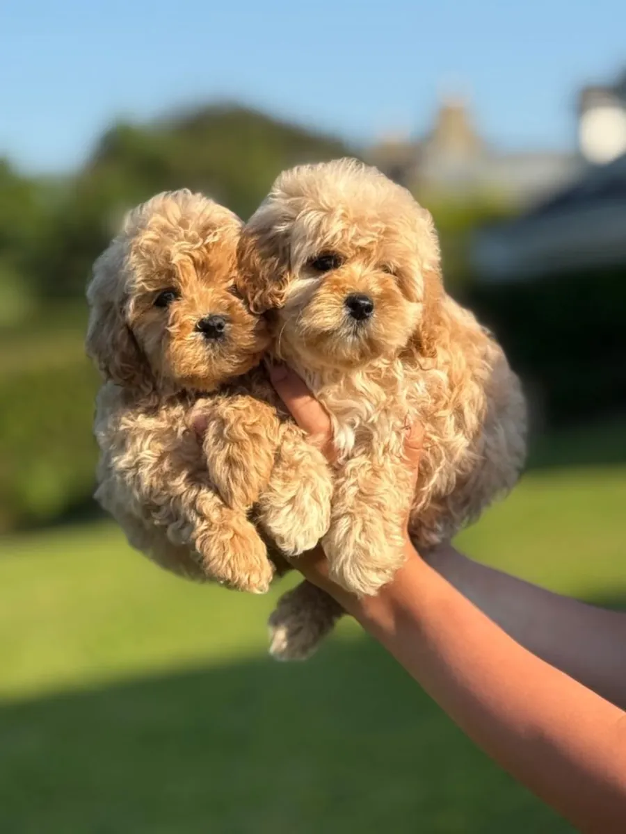 Preciosa camada de cachorros Cavapoo