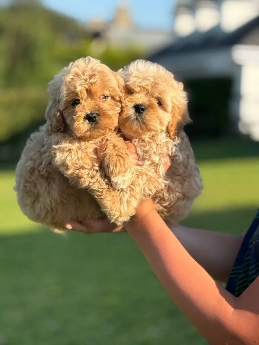 Preciosa camada de cachorros Cavapoo