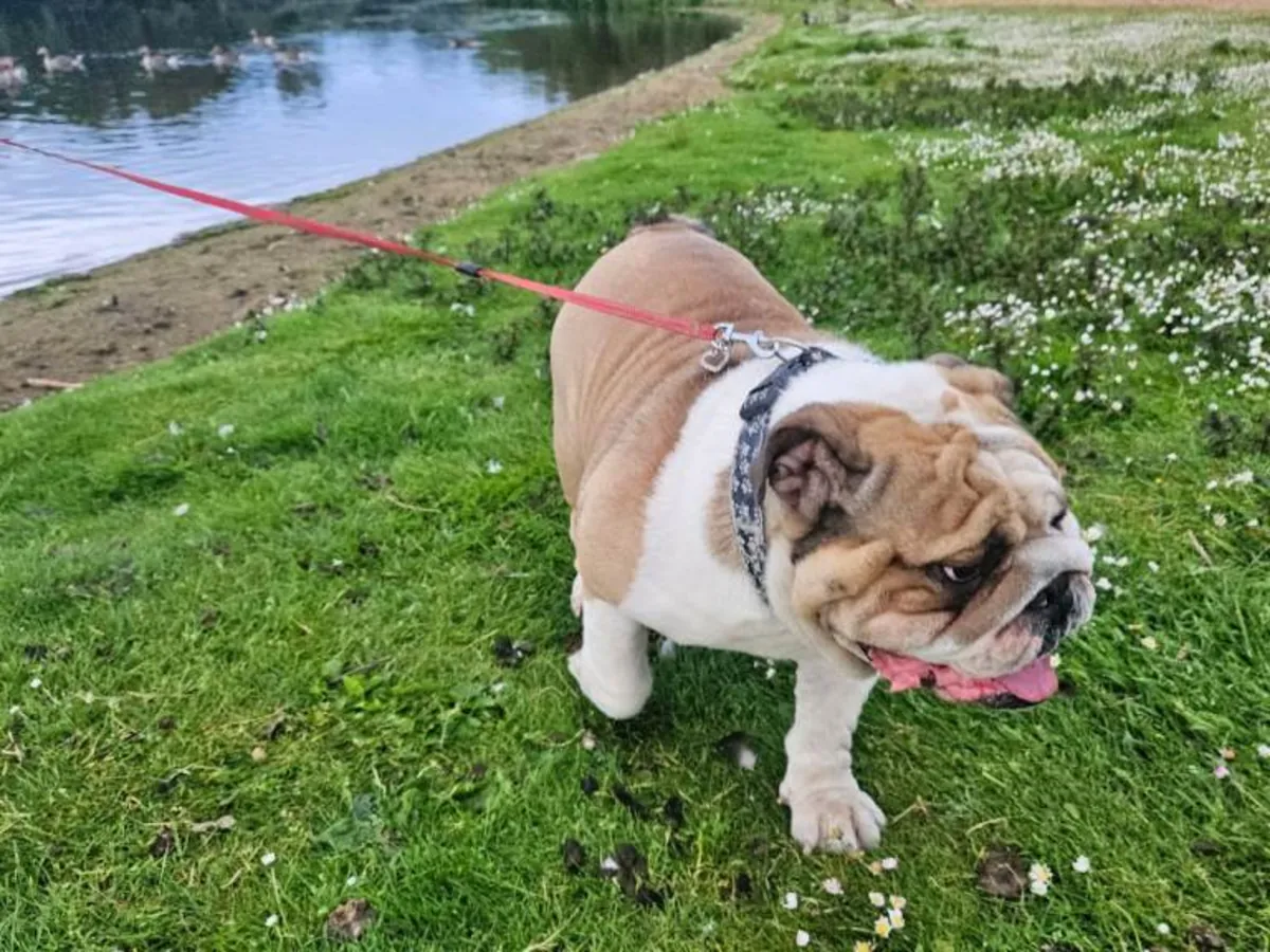 Cachorros de bulldog inglés arrugado