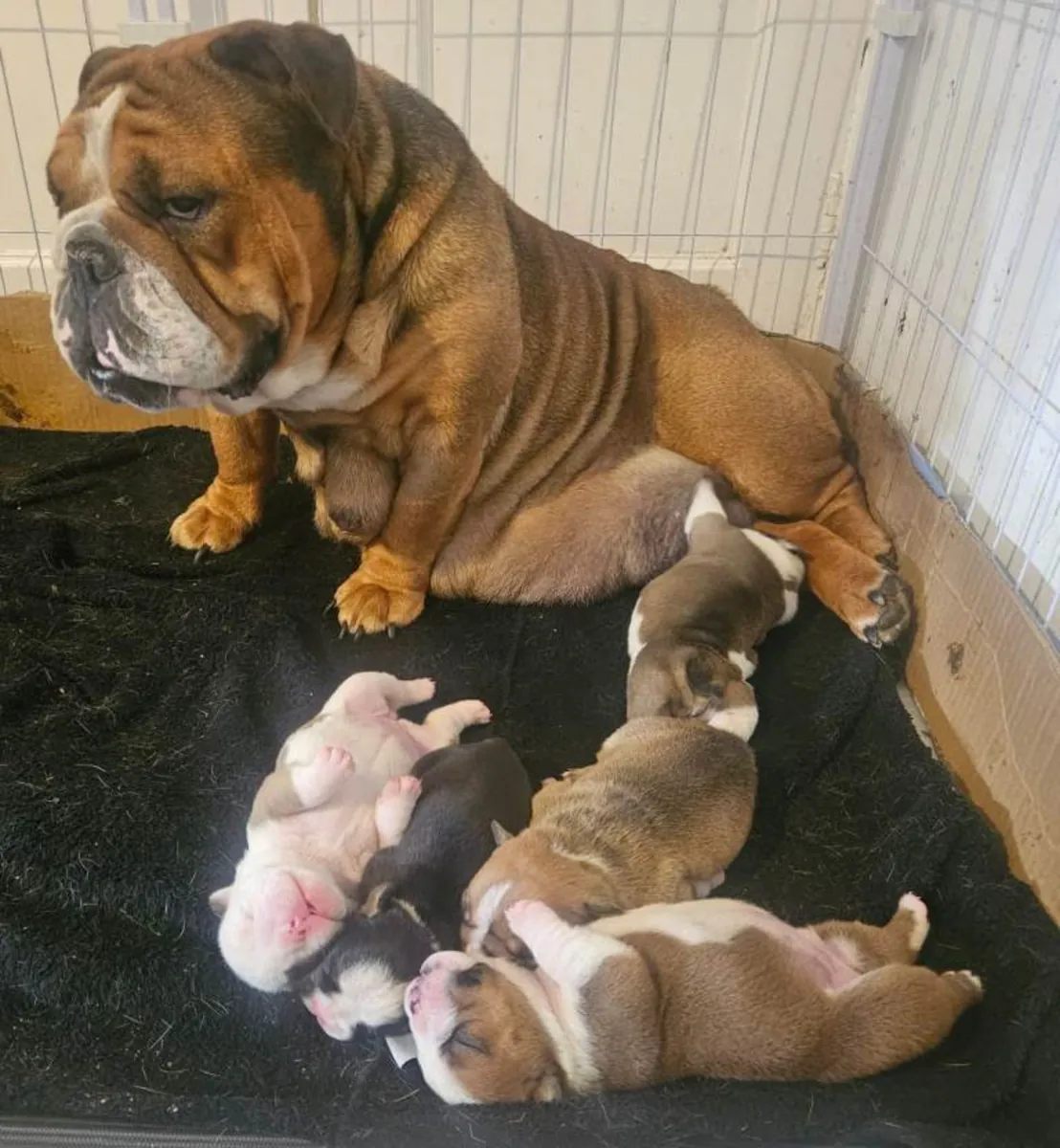 Cachorros de bulldog inglés arrugado