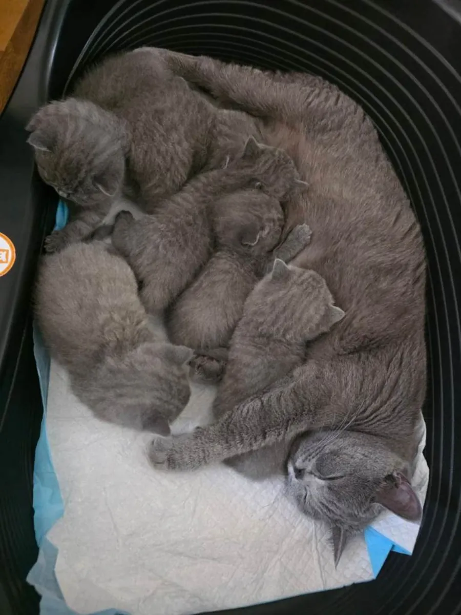 Gatitos British Shorthair azules, macho y hembra.