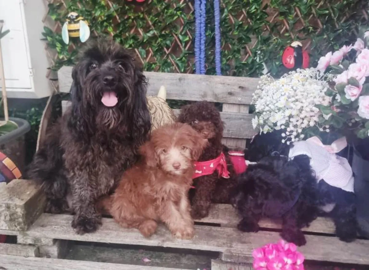 cachorros Cockapoo F1b