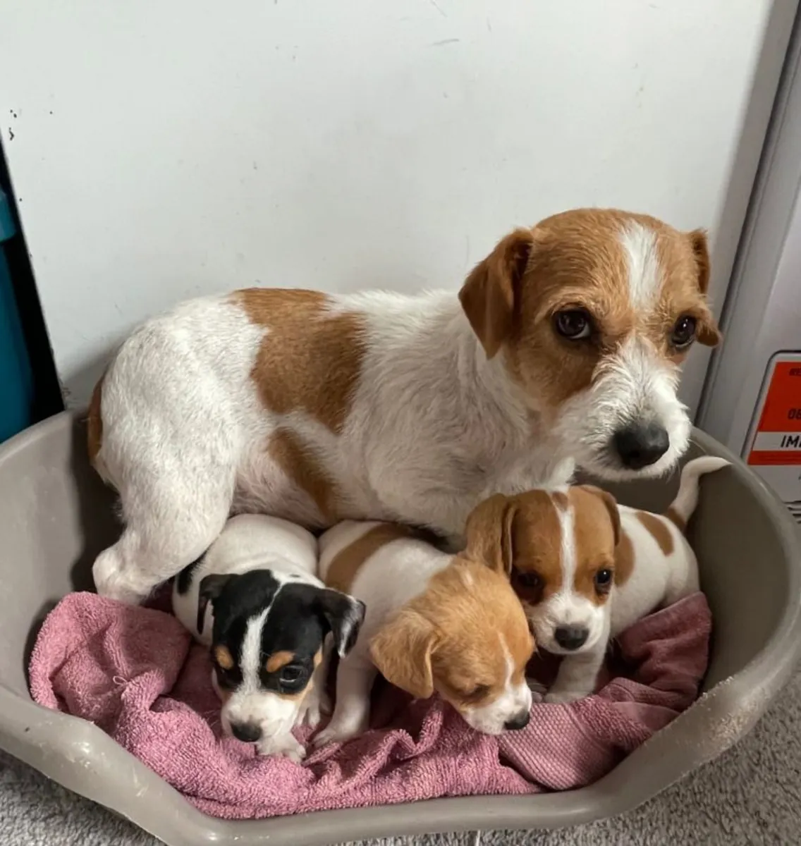 Tengo 3 preciosos cachorros Jack Russell listos para sus nuevos hogares.