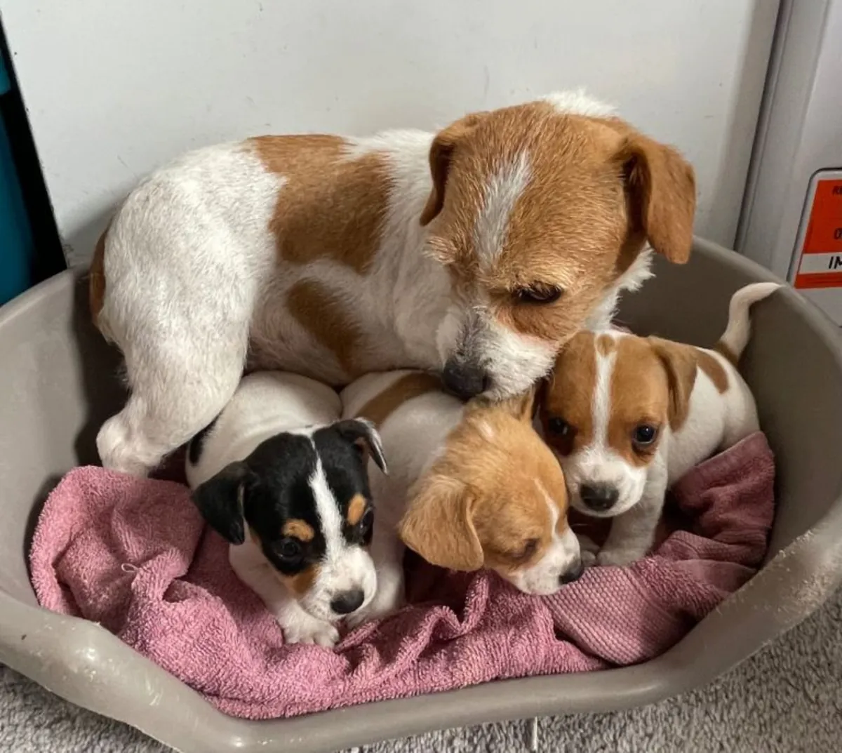 Tengo 3 preciosos cachorros Jack Russell listos para sus nuevos hogares.