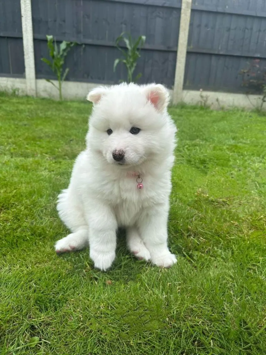 Preciosos cachorros Samoyedo