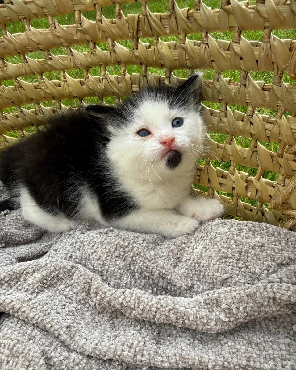 Gatitos Van Turco Listos