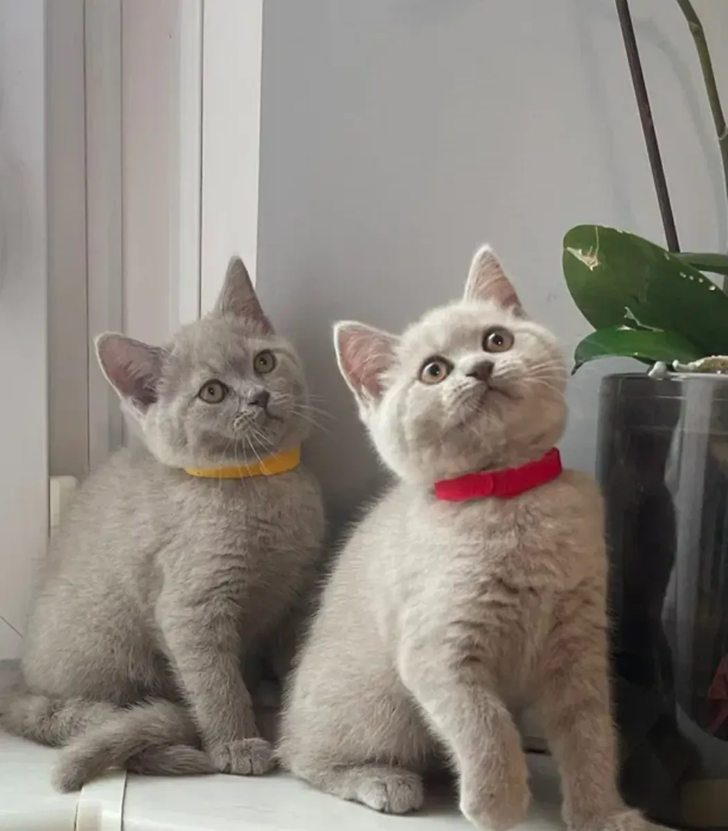 Chatons British Shorthair