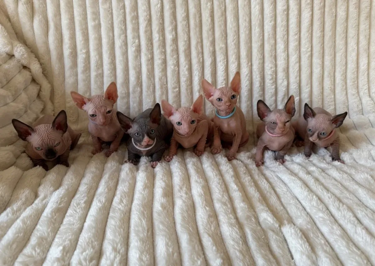 Gatitos Sphynx