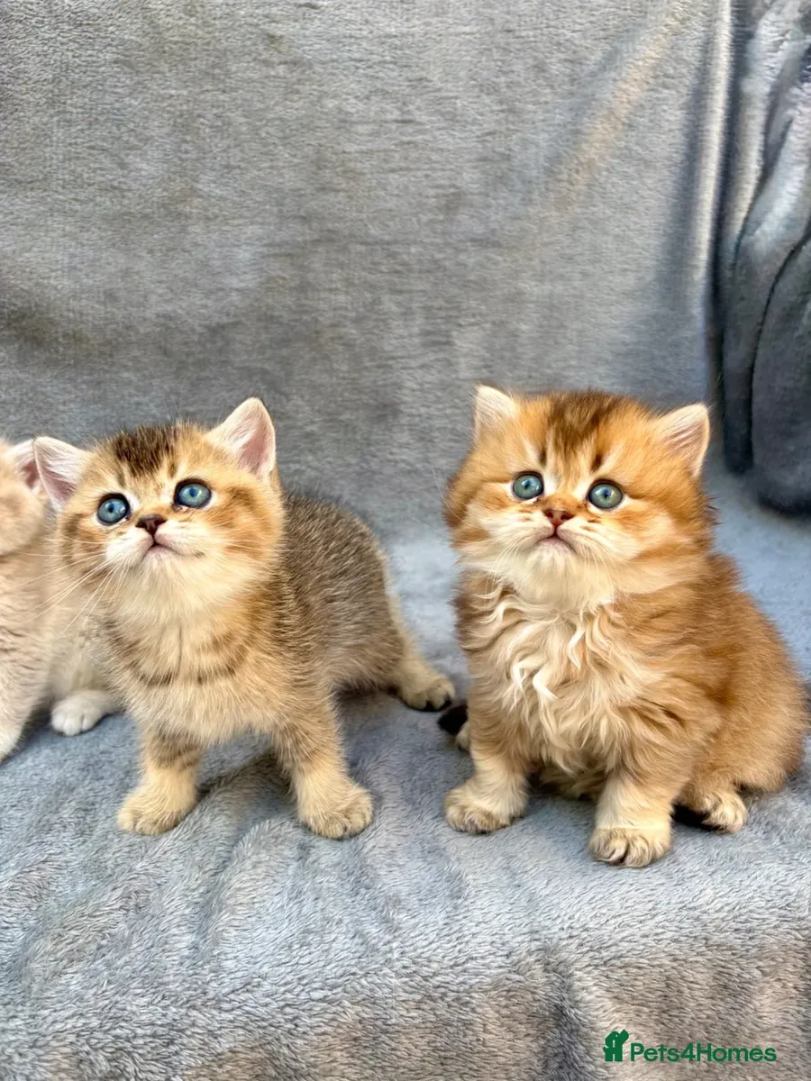 Gatito British Longhair