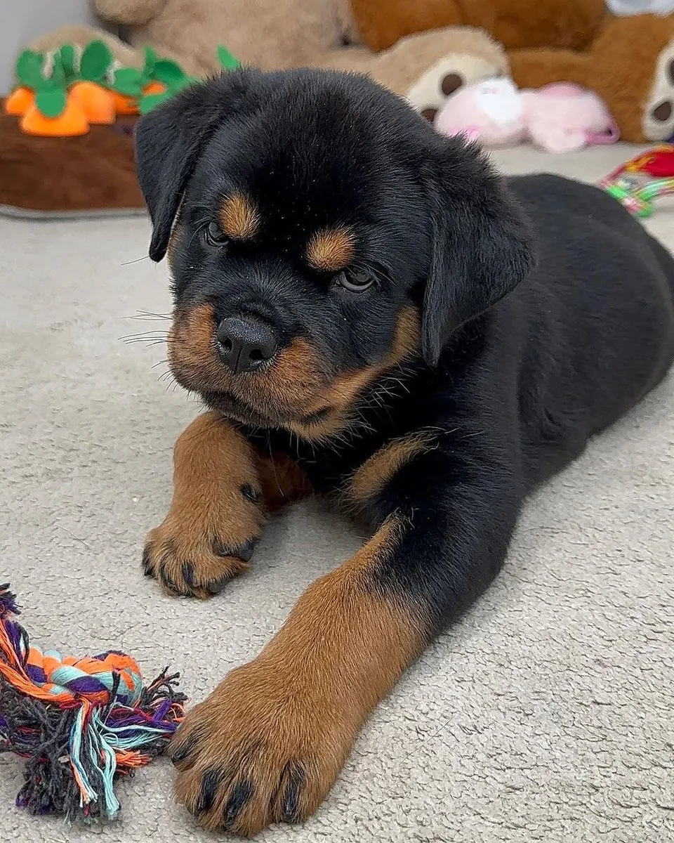 Linda Cachorro Rottweiler