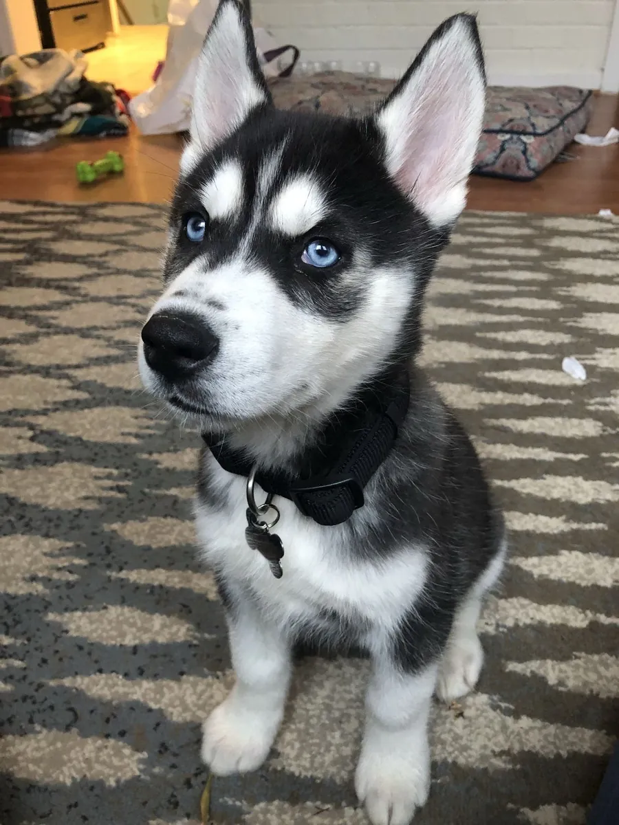 Adorable cachorro Husky