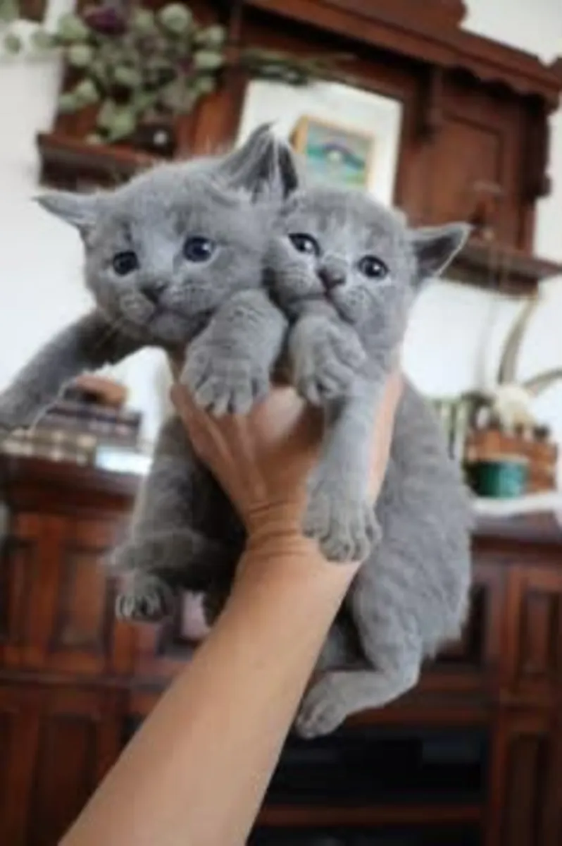 Adorable cachorro British Shorthair