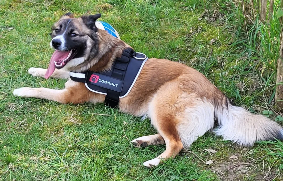 Hermosa perra mezcla de golden y pastor en adopción