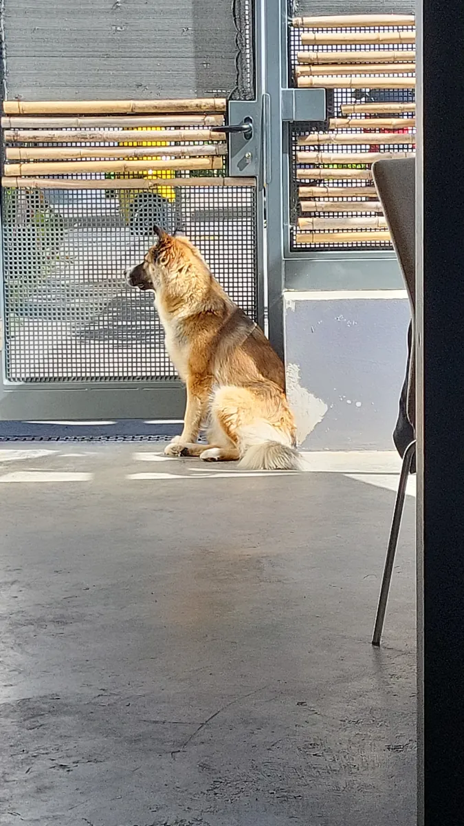Hermosa perra mezcla de golden y pastor en adopción
