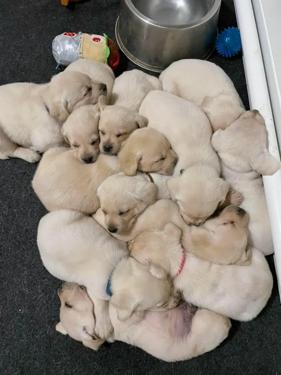Yellow Labrador Retriever Puppies – 9 Weeks Old – Ready for Their Forever Homes