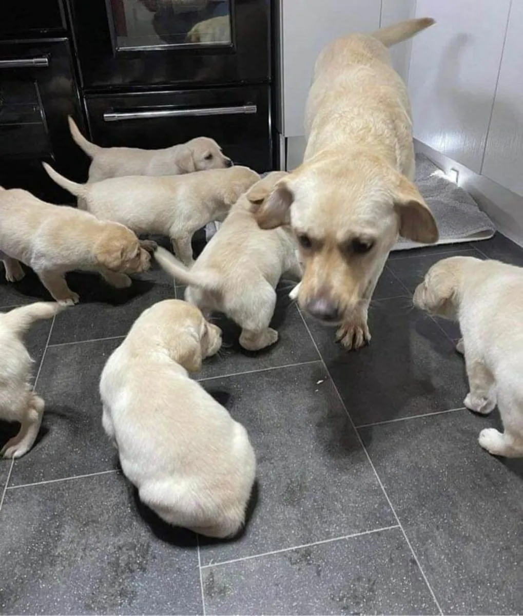Yellow Labrador Retriever Puppies – 9 Weeks Old – Ready for Their Forever Homes
