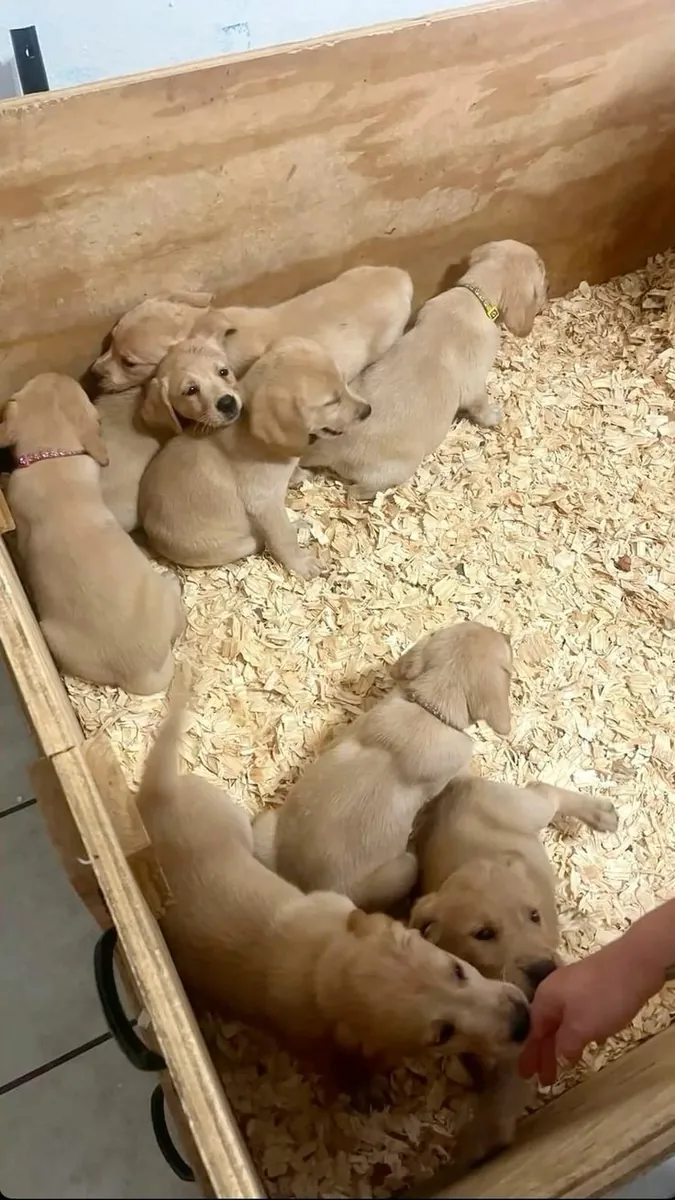 Yellow Labrador Retriever Puppies – 9 Weeks Old – Ready for Their Forever Homes