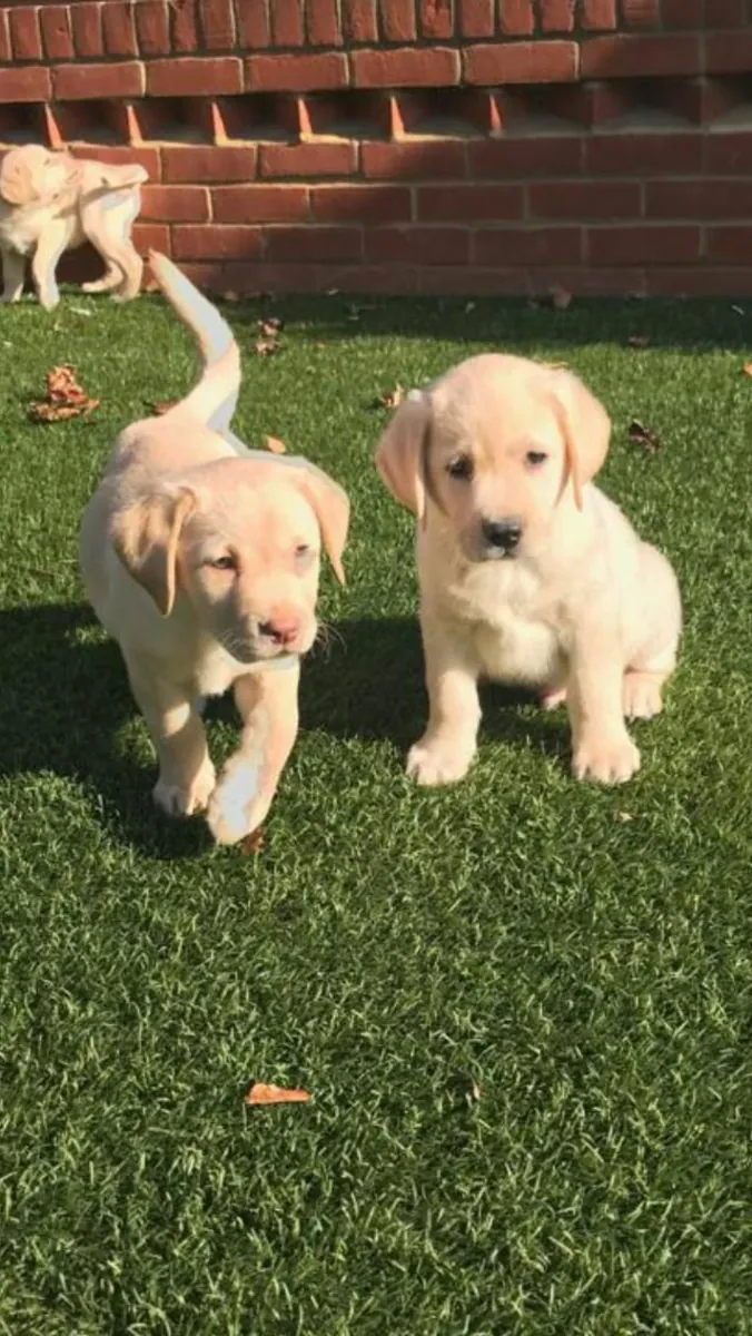 Yellow Labrador Retriever Puppies – 9 Weeks Old – Ready for Their Forever Homes