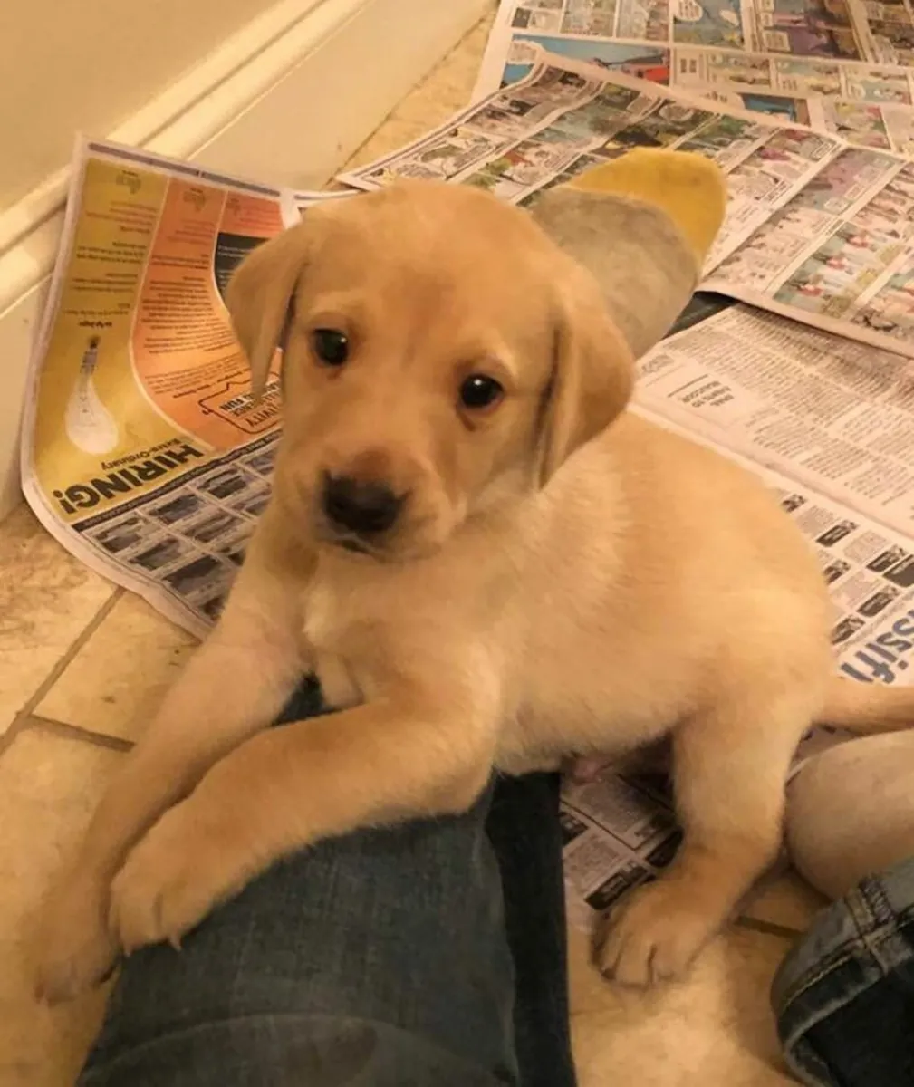 Yellow Labrador Retriever Puppies – 9 Weeks Old – Ready for Their Forever Homes