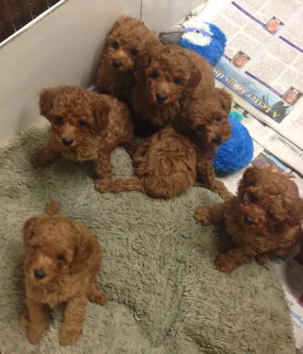 Chiots Poodles Mignons