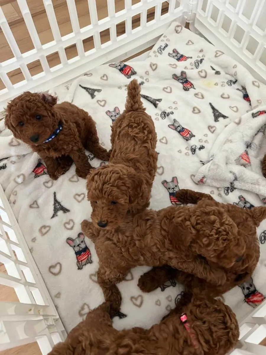 Chiots Poodles Mignons