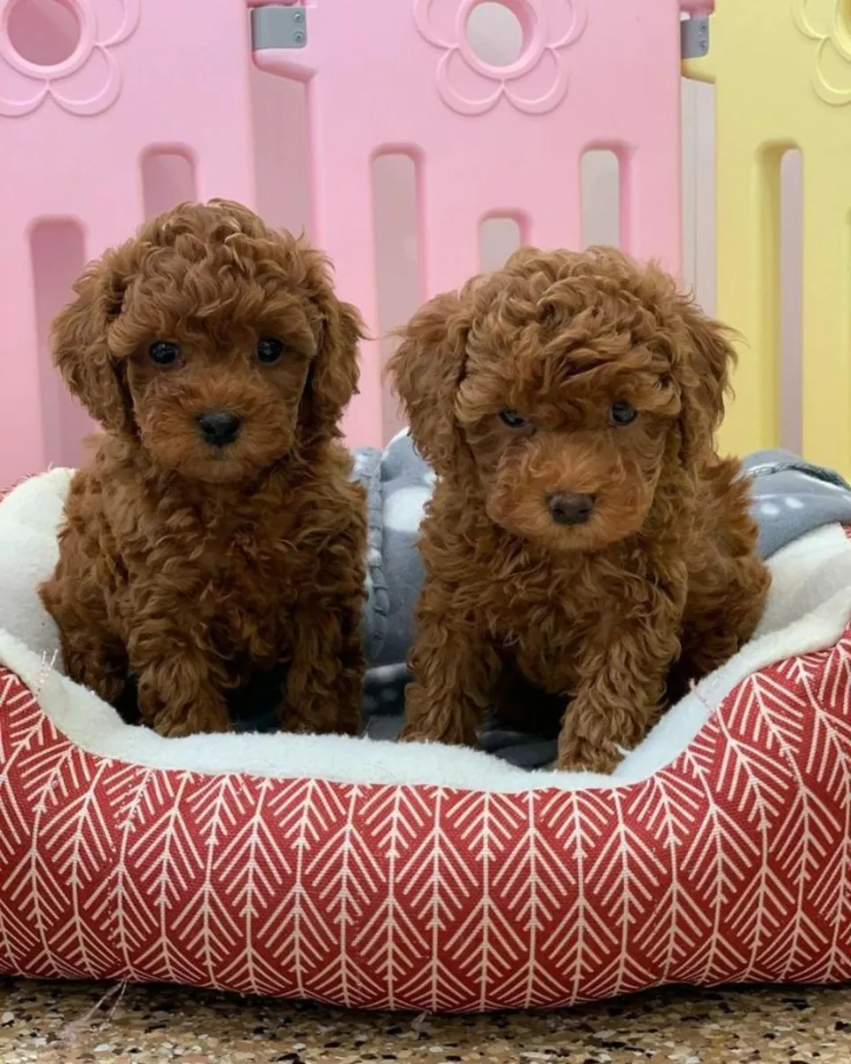 Chiots Poodles Mignons