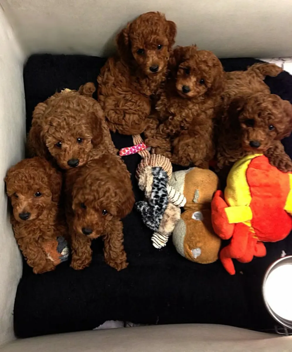 Chiots Poodles Mignons