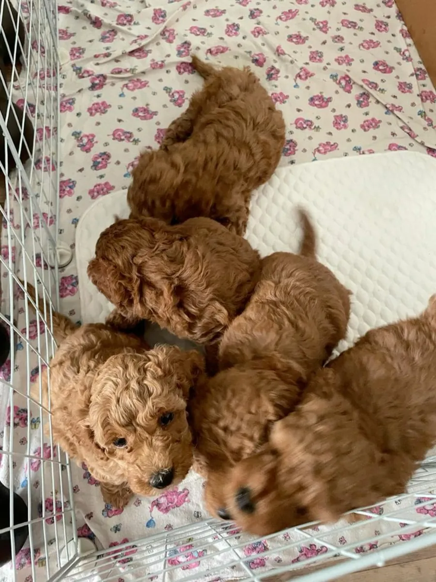 Chiots Poodles Mignons