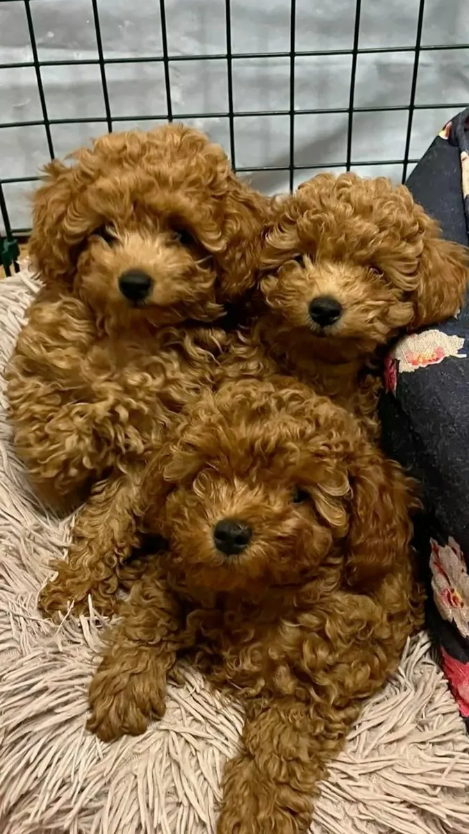 Chiots Poodles Mignons