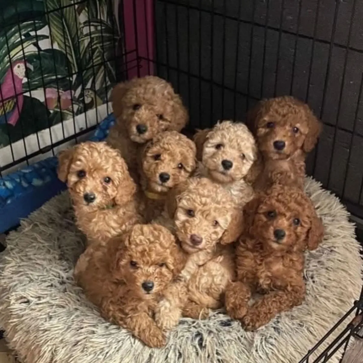 Chiots Poodles Mignons