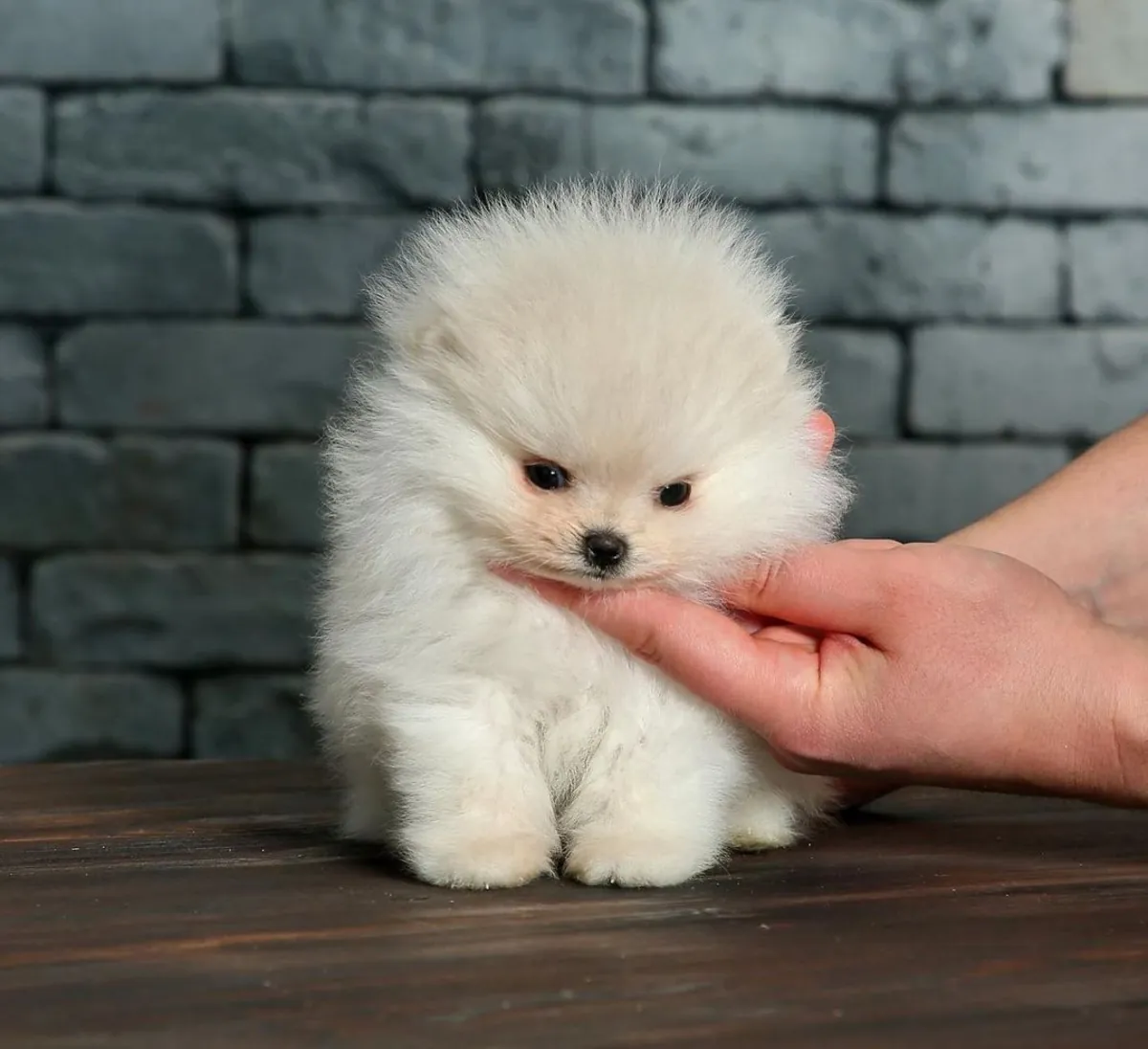 Adorables cachorros Pomerania disponibles en España