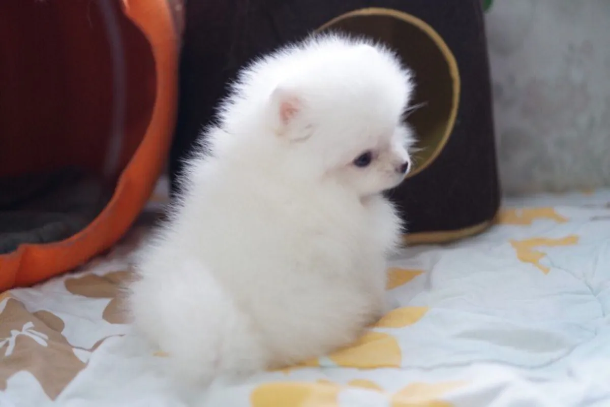 Hermosos cachorros Pomerania