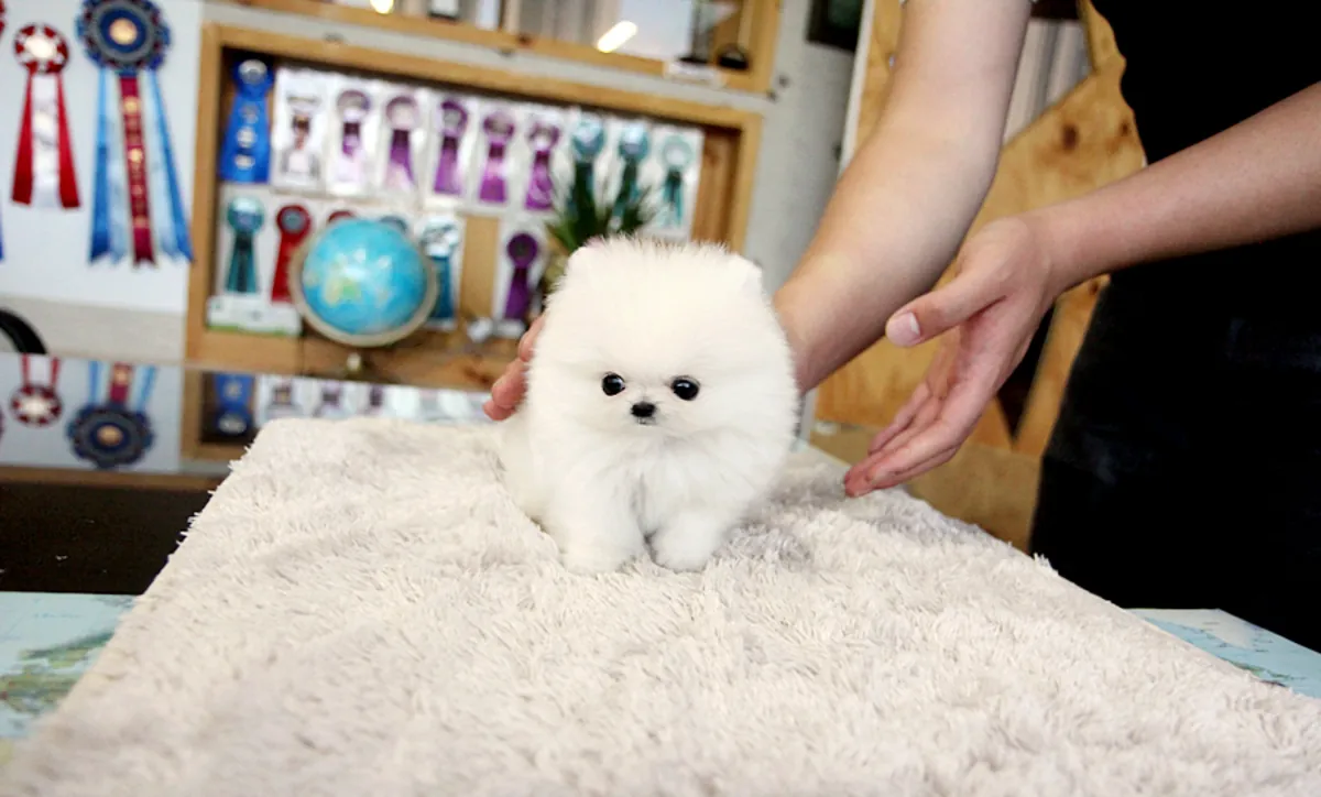 cachorro Pomerania
