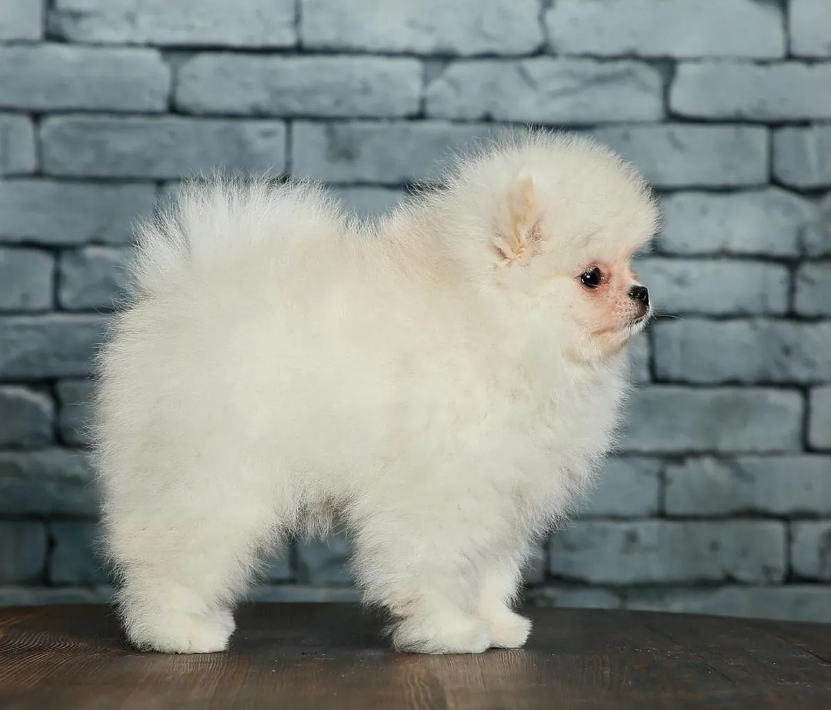 adorable cachorro Pomerania.