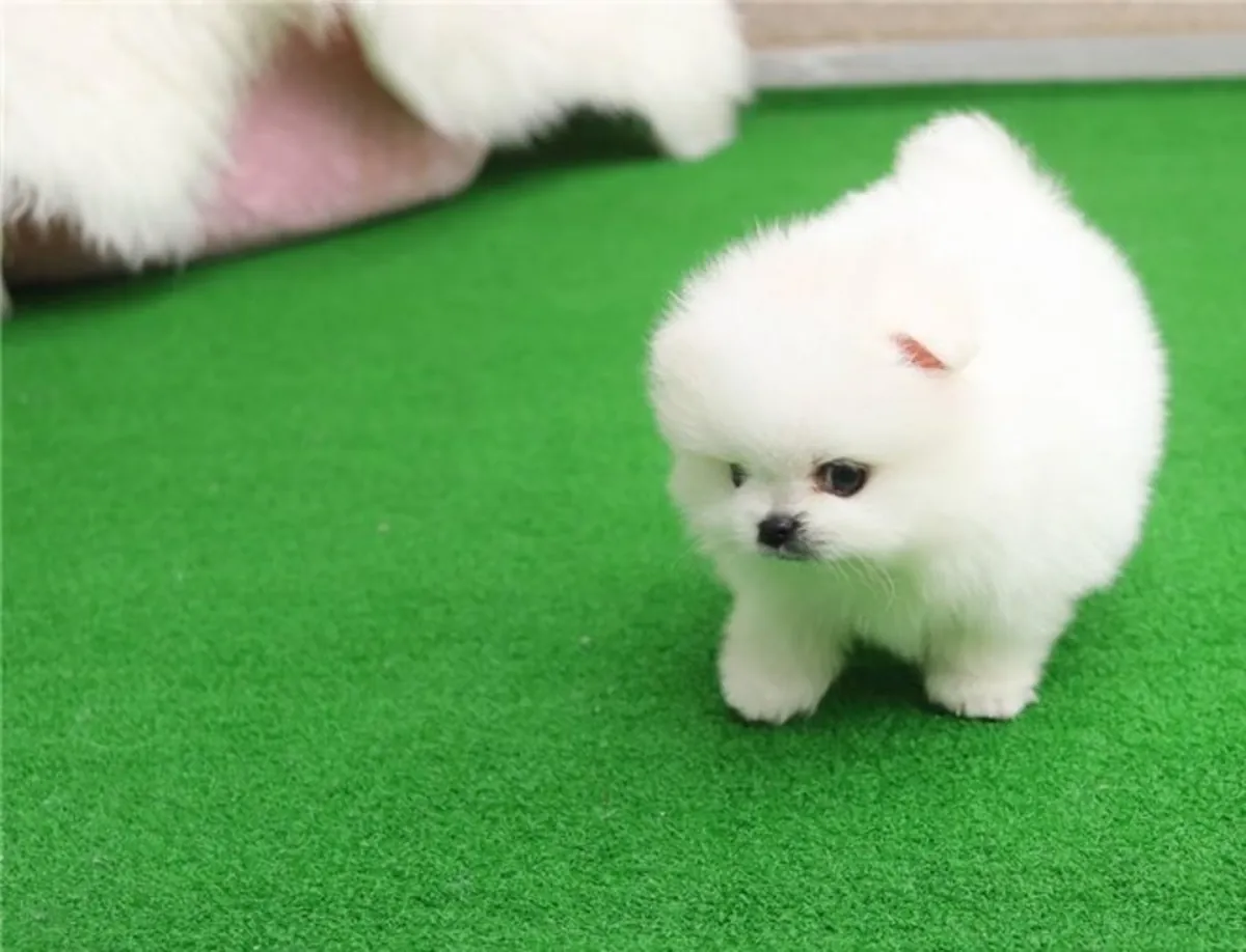 Cachorros Pomerania de primera calidad en venta en España.
