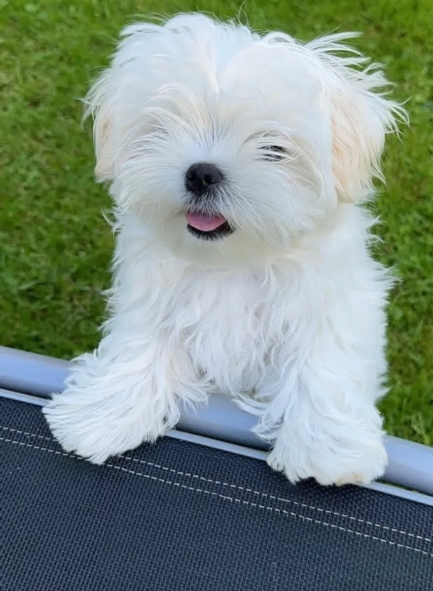 Maltese