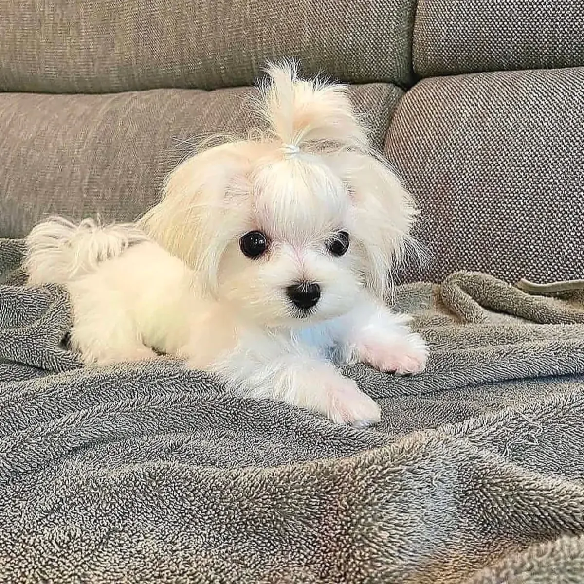 Mignon Shih tzu