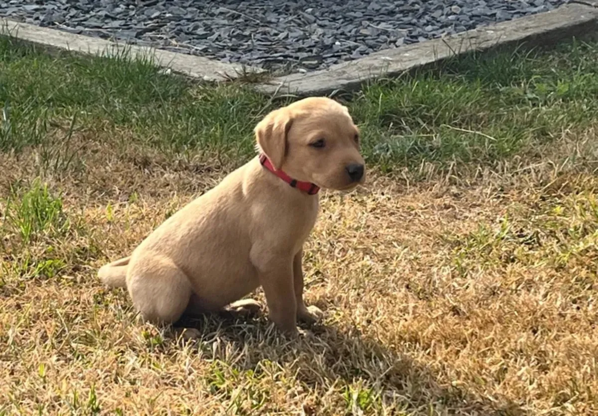 Adorables chiots Labrador KC à vendre